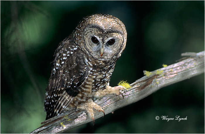Northern Spotted Owl 115  by Dr. Wayne Lynch &copy;